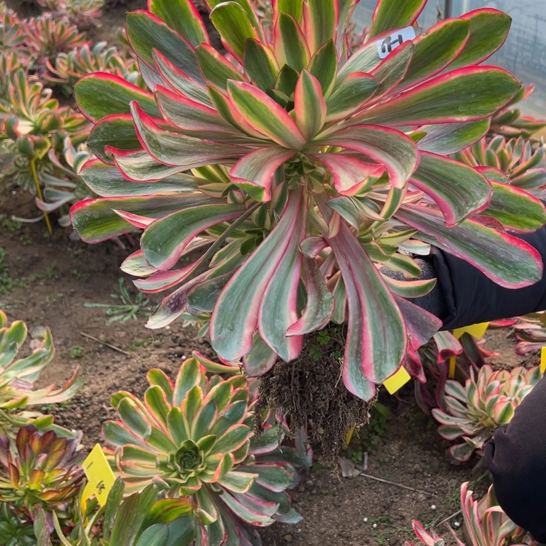 1红魔女多肉植物山东发