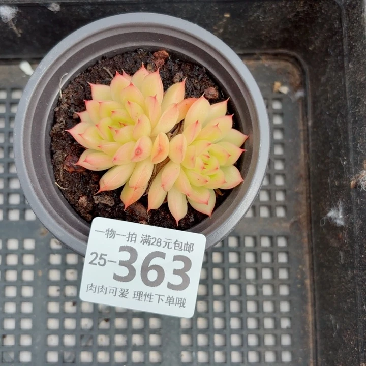 小***～黄闪光无盆土发货