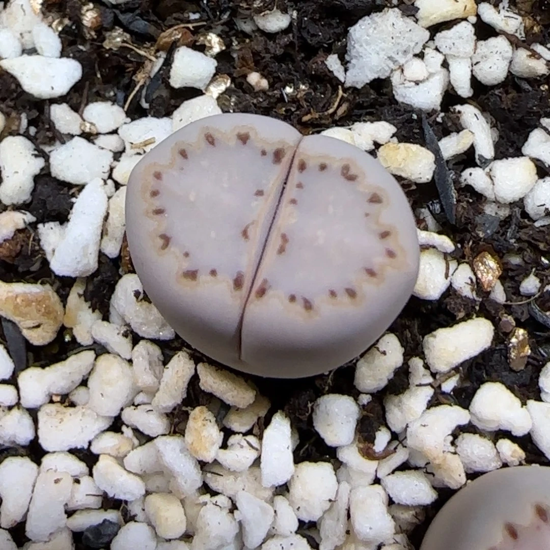 11.30.1621.015饼干有腿.9083尺寸1.5cm