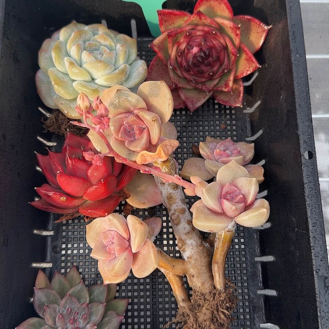 从前慢花园精选0119-92