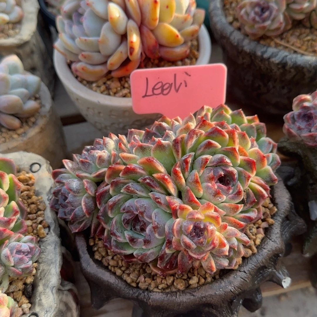 紫霞仙子多肉先生五十