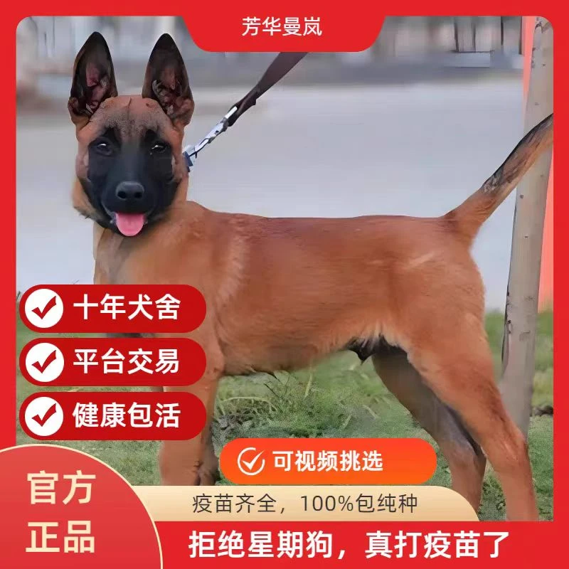 马犬活体纯种马犬幼犬军犬警犬大型看家护院狼狗爆红马犬科目马犬