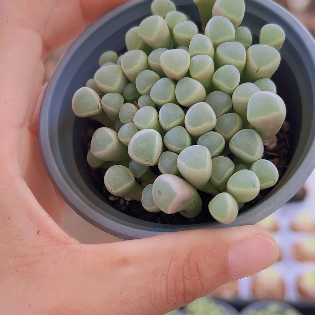 大五十铃玉多肉植物