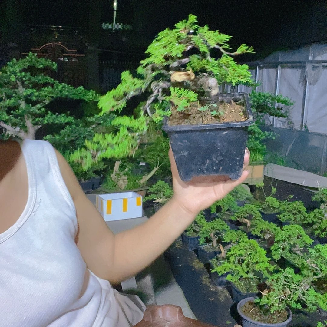 无花朵真柏盆景造型