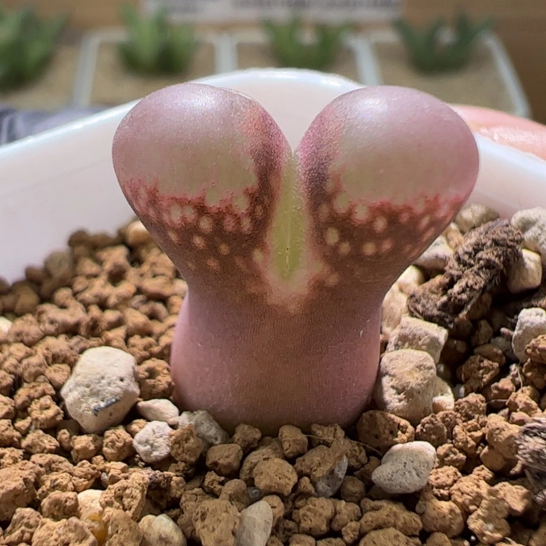 香芋紫干疤特价一颗美风铃813。