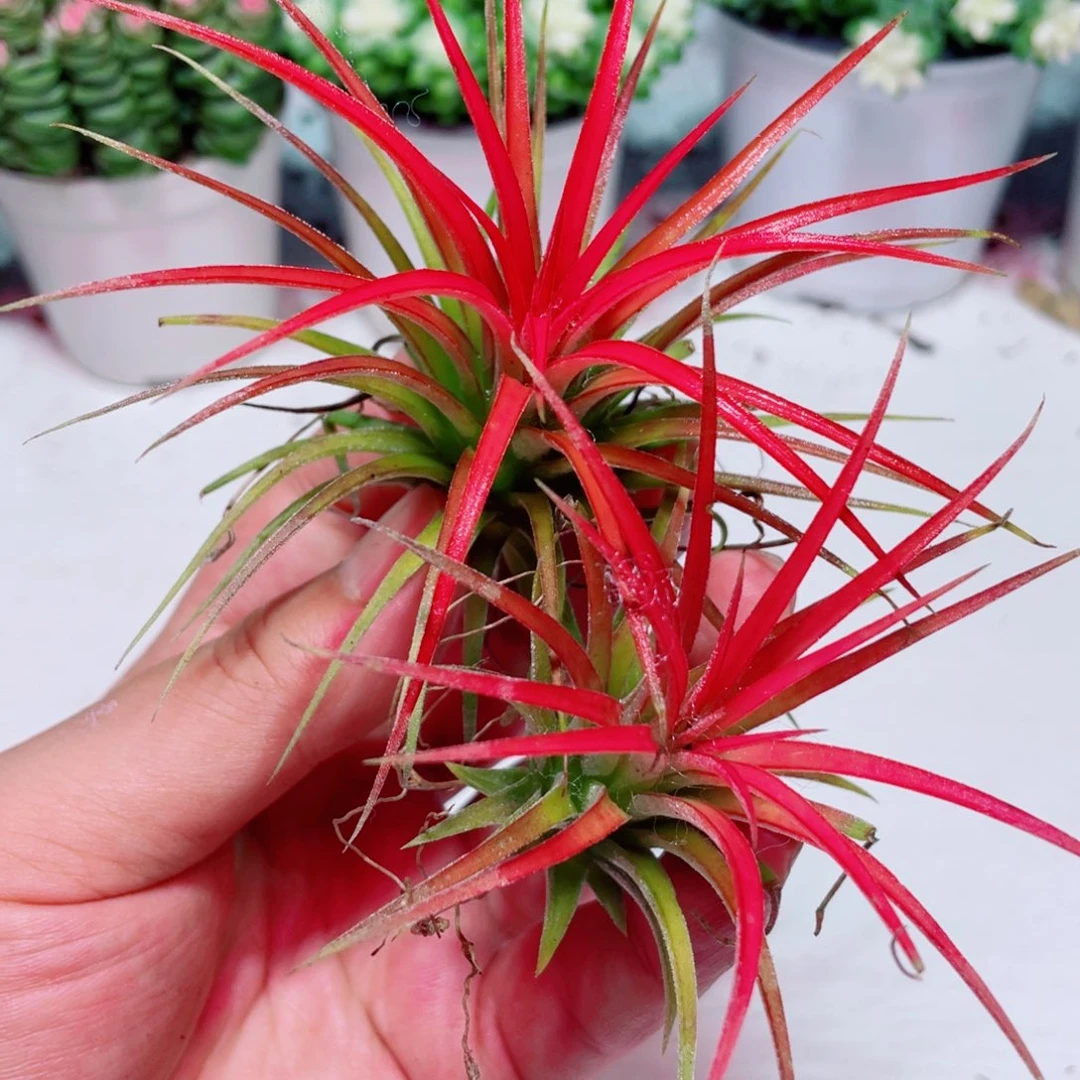 空气风梨凑单满9.9元包邮