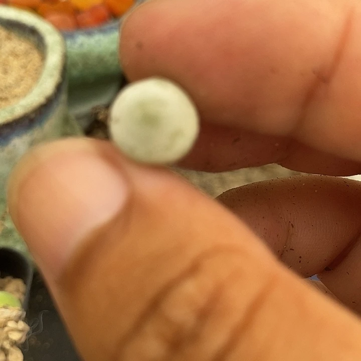 6504哈默灯泡一颗