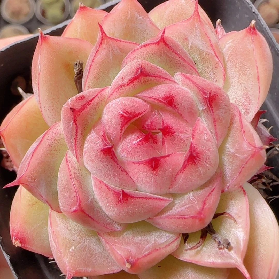 花语逸镜1130-156