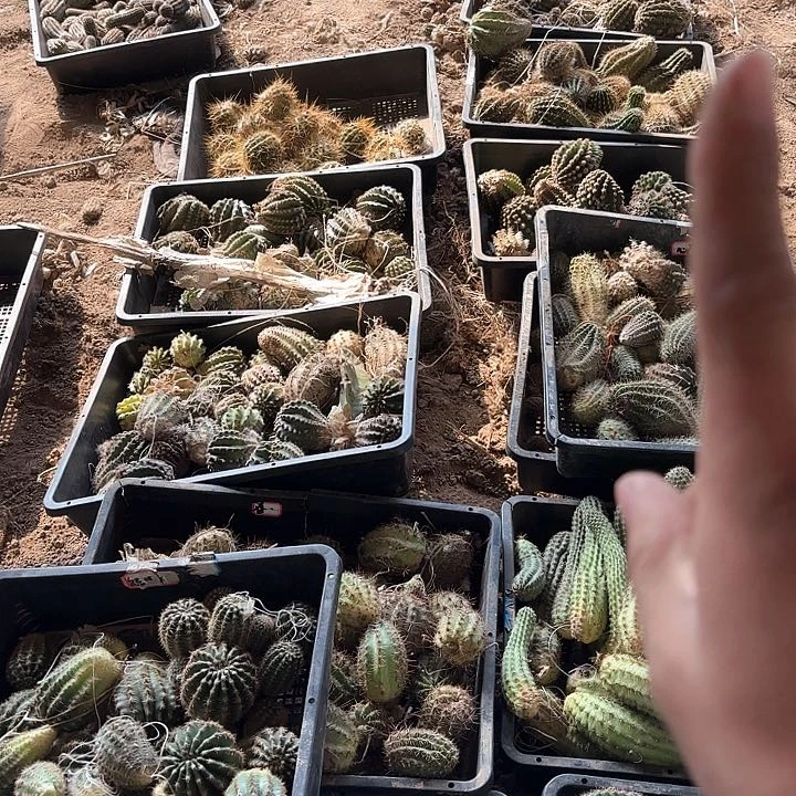 20颗仙人球瑕痴无售后有大有小