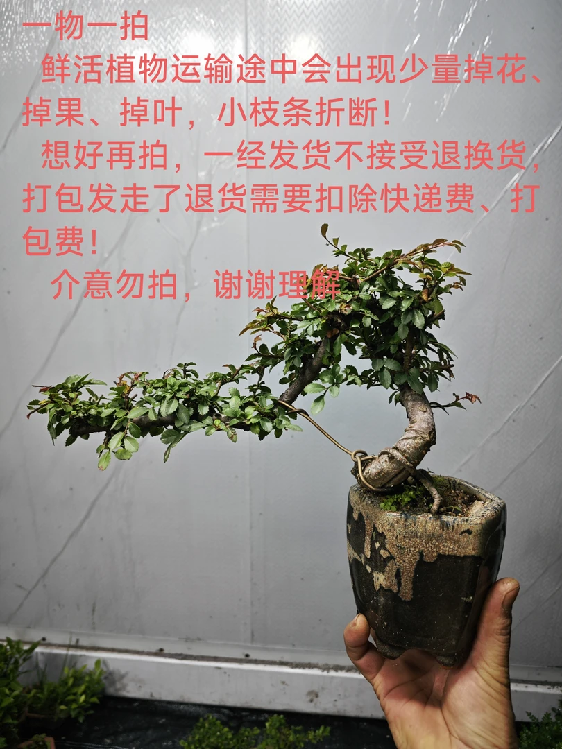 繁花似锦盆景1号室内