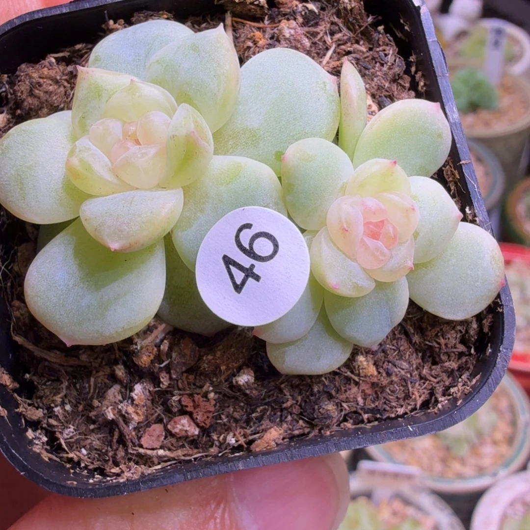 46号双头甜心T4一物一拍