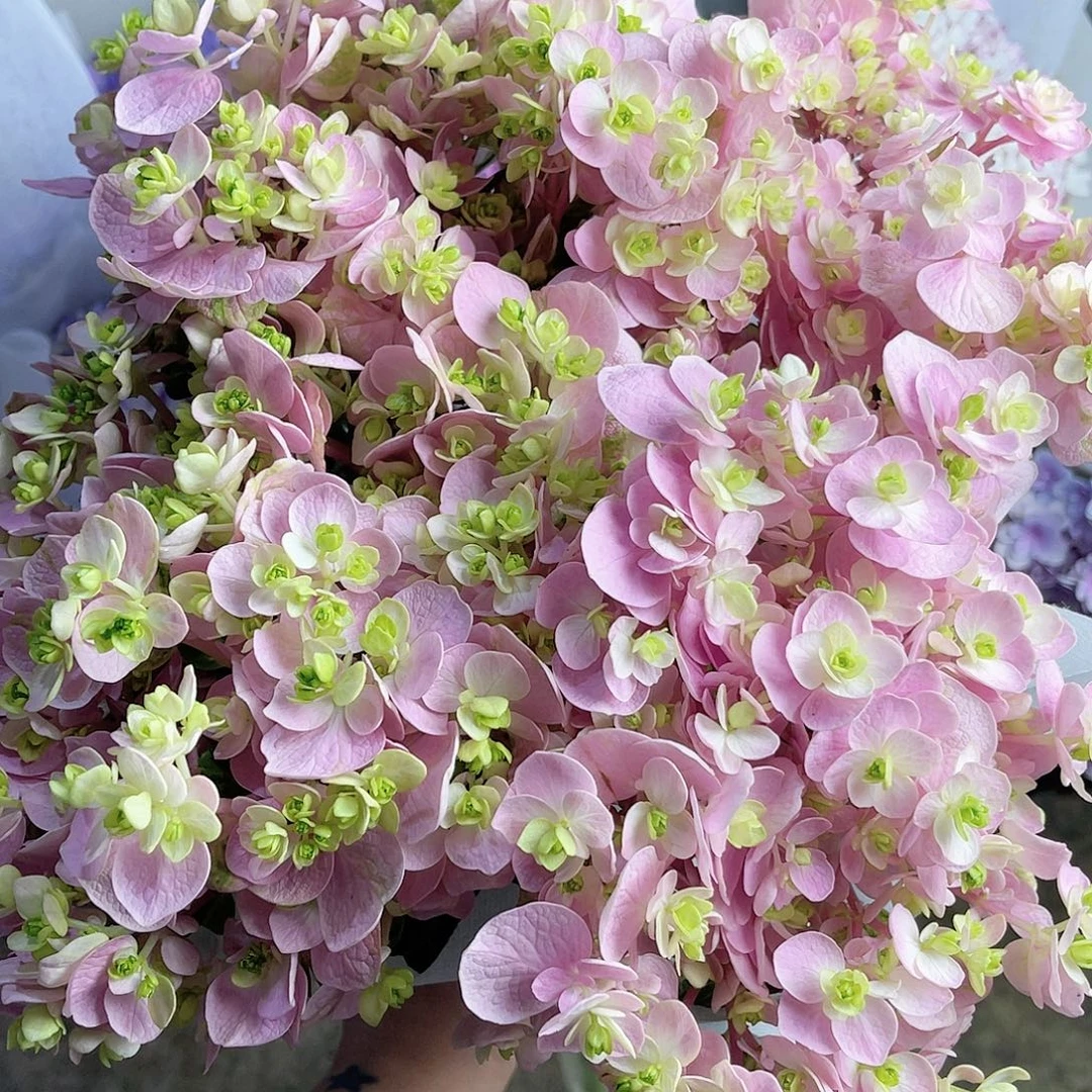 浅***然完全开放稀有绣球花117三枝