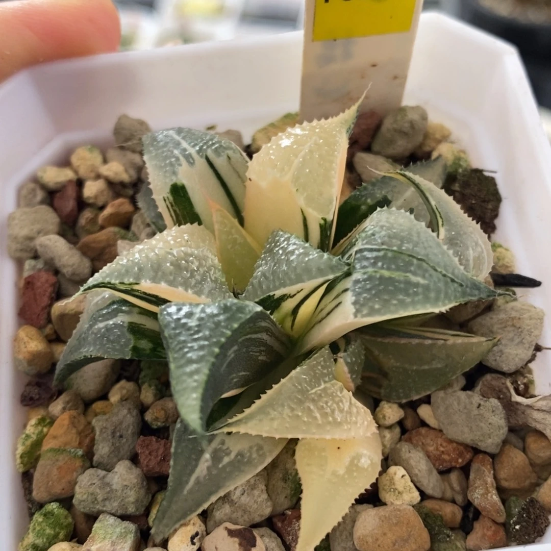 736号芭提雅锦多肉