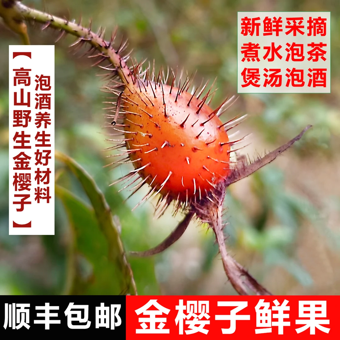 【顺丰包邮】新鲜野生金樱子湖南怀化泡酒料深山糖糖果中药材蜂糖罐