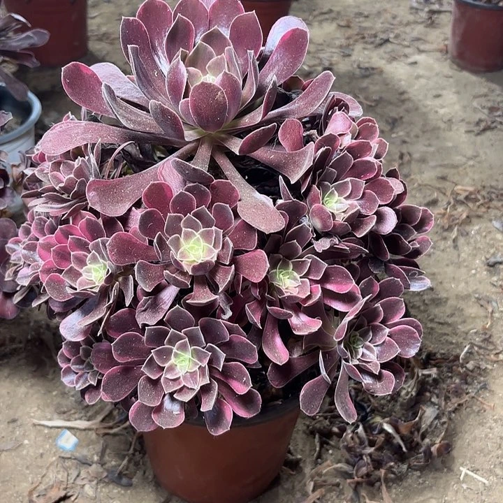 多肉植物金丝雀19