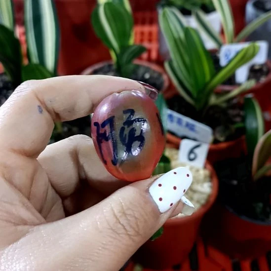阿***型君子兰一物一拍谢谢