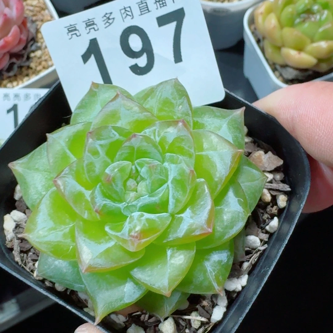 佛洛依德            精美多肉植物