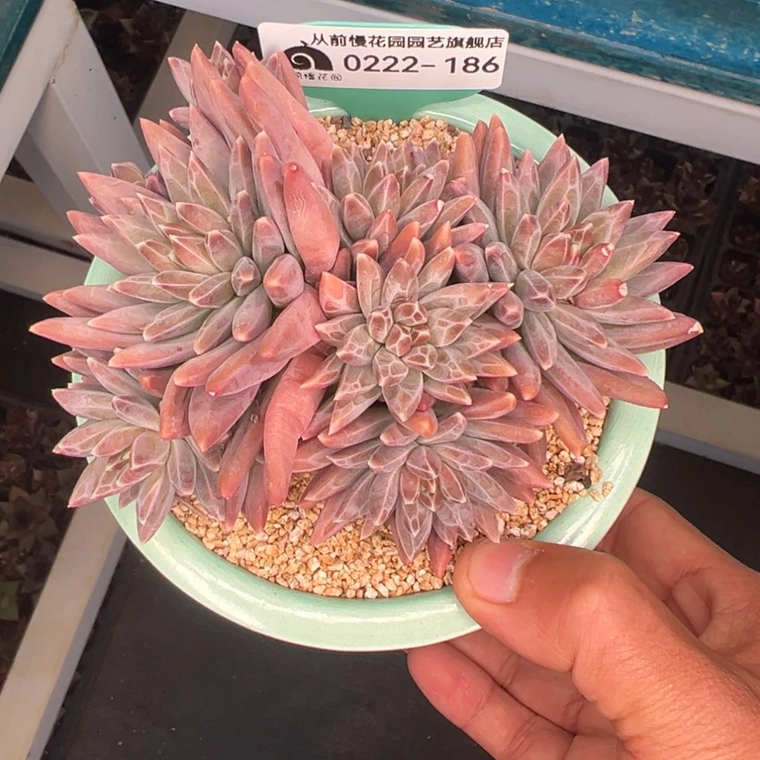 多肉一物一拍0222-186