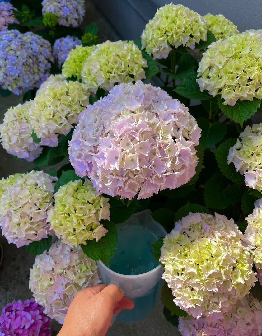 【魔幻海洋】小7加仑 白色绣球多年生露天苗生花苞原盆原土基地发货