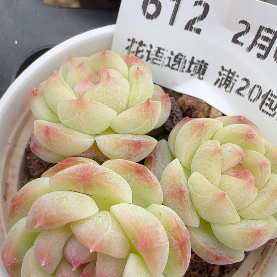 花语逸境0209-612