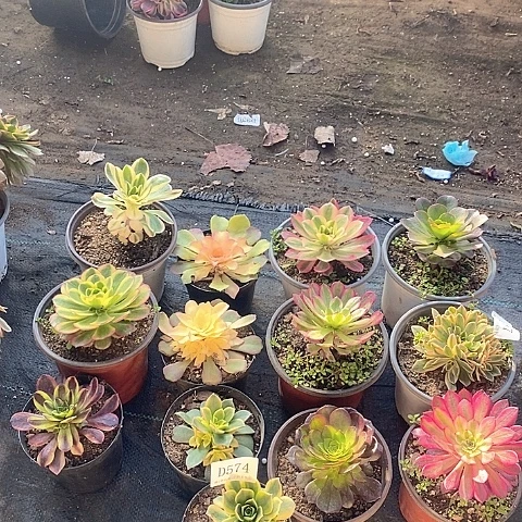 574法师多肉苗13颗一组