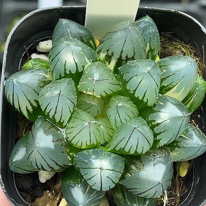 103大窗灯芯龙爪玉露锦