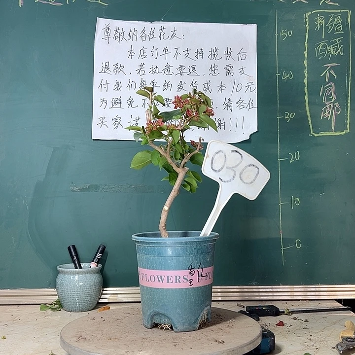当前无花栽培后可以开花重瓣红030