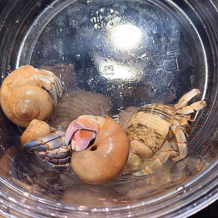 4/只奔跑家的寄居蟹15号