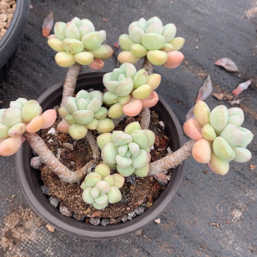 泡泡糖群生老桩满35包邮