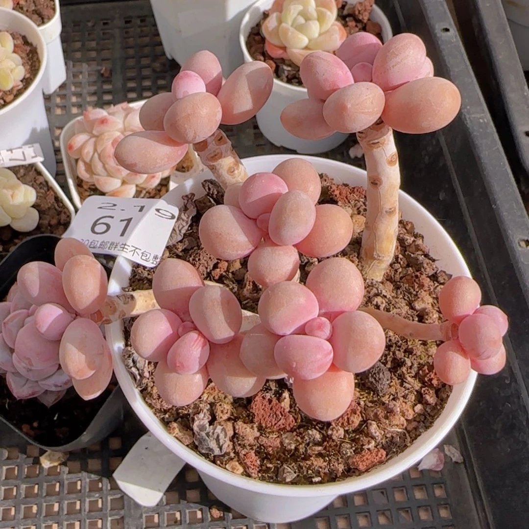 桃蛋老桩七头一颗