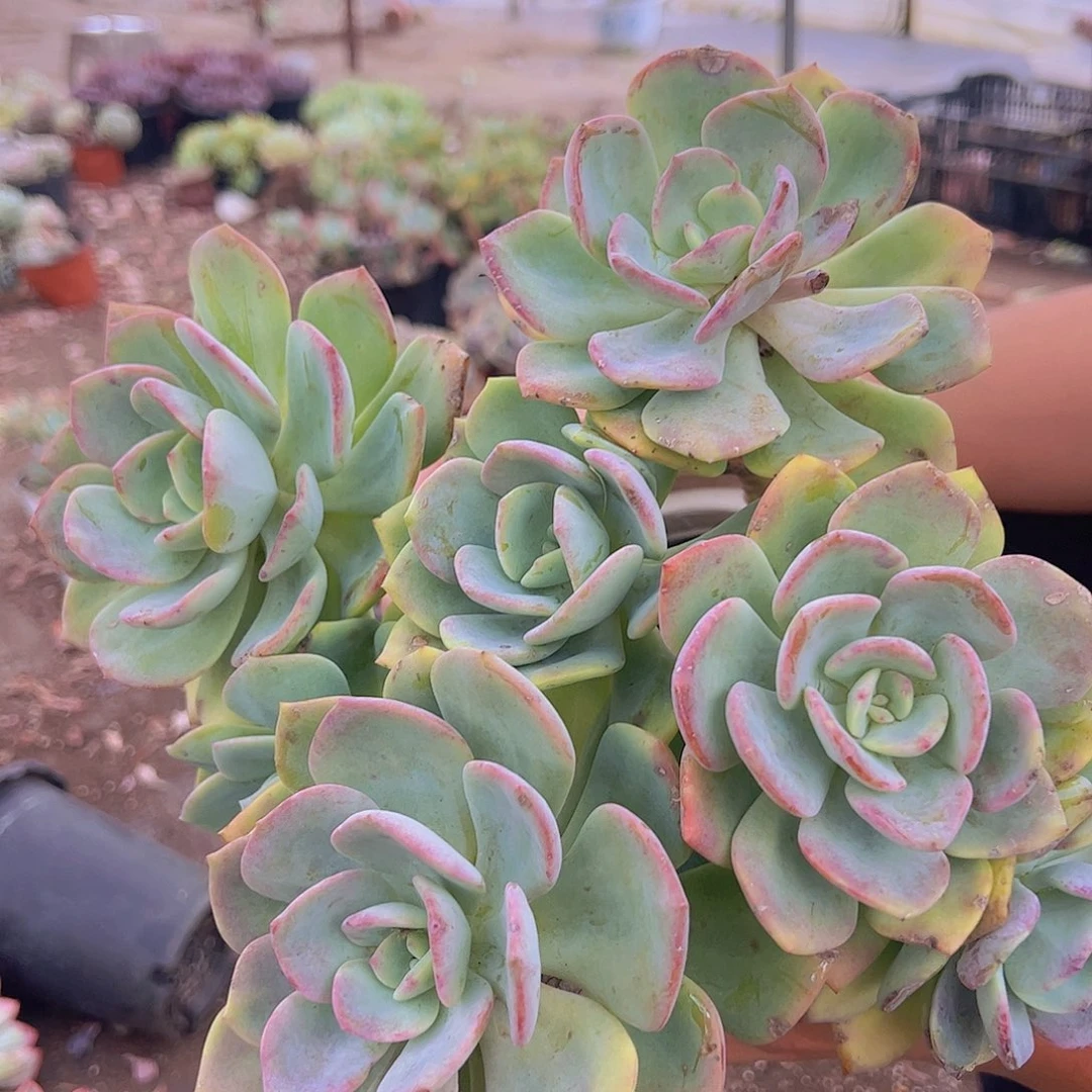 白月光 多头多群生