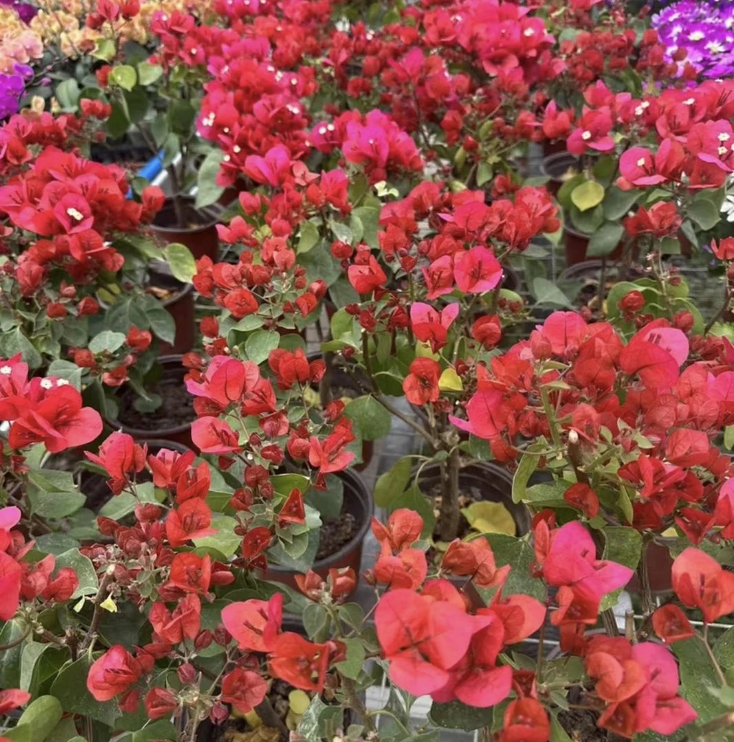 【三角梅头茬花】本地老桩（不是口里货）三角梅勤花四季开花基地直发