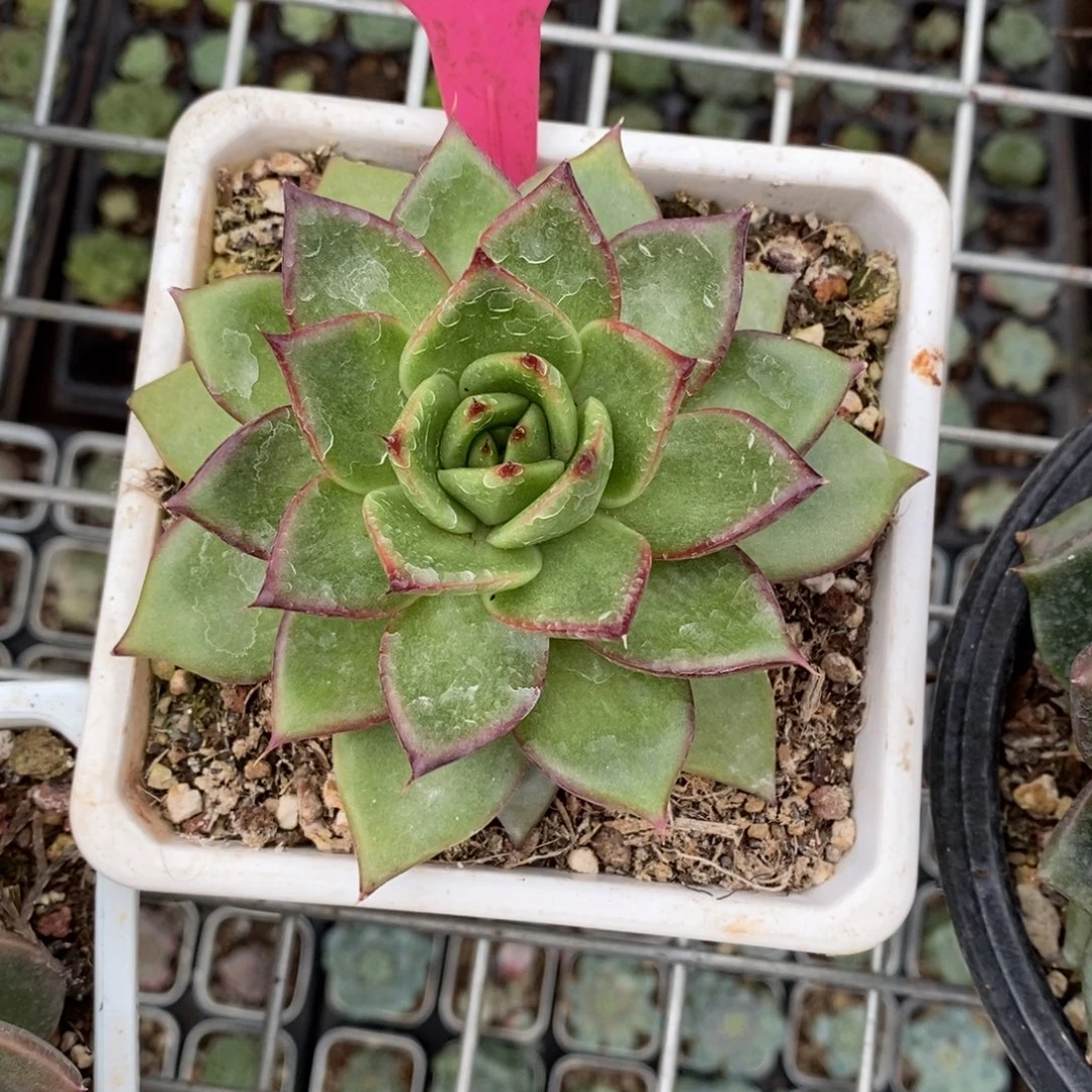 x023-多肉植物 东云杂