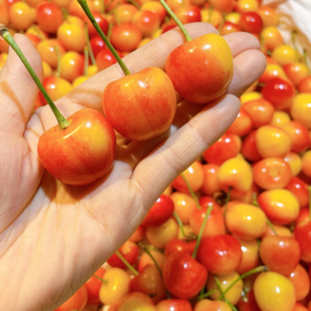 绣球黄樱桃，分装2斤，L，运输打脸正常新鲜水果美国红