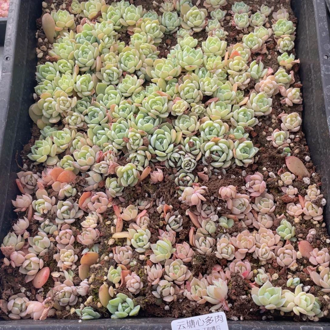 梦***-云糖心多肉植物709