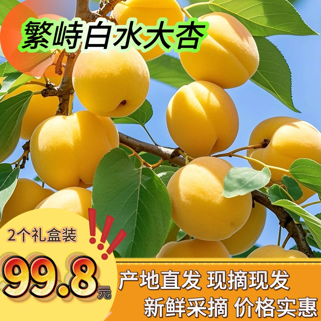 山西繁峙白水大杏首发尝鲜价 皮薄多汁产地直发2个礼盒装