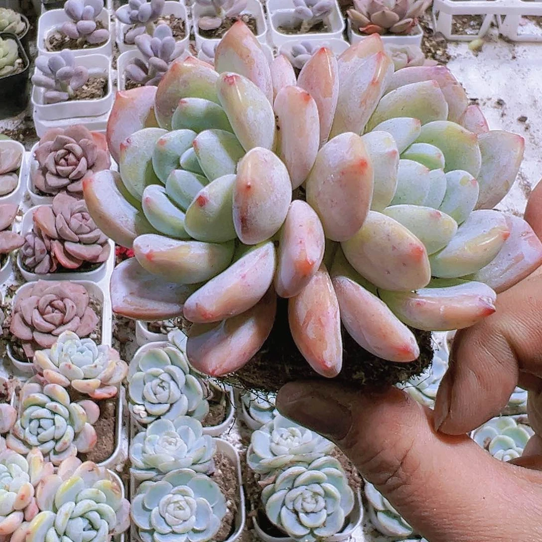 双头大冷香19包邮