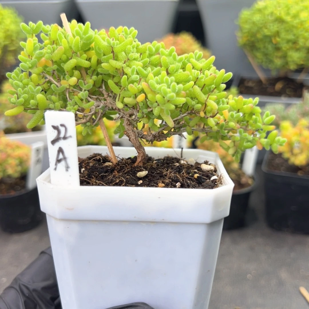 飘桩蜜橘糖球22号