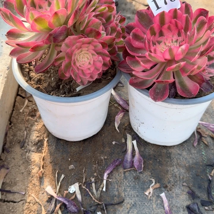 星*荔枝法师组合177178