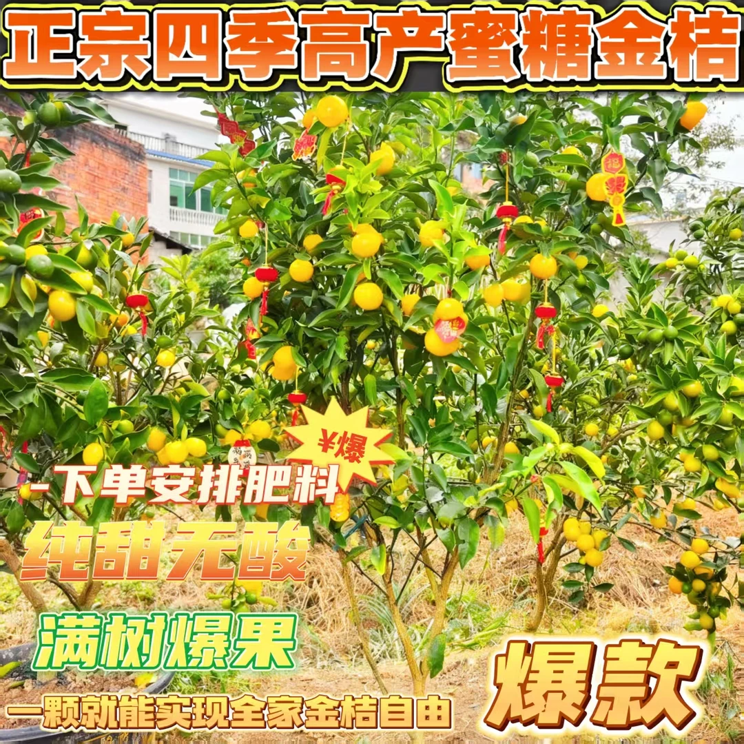 兰芳-八年带果发货脆蜜金桔盆栽四季可种适合南北方庭院阳台