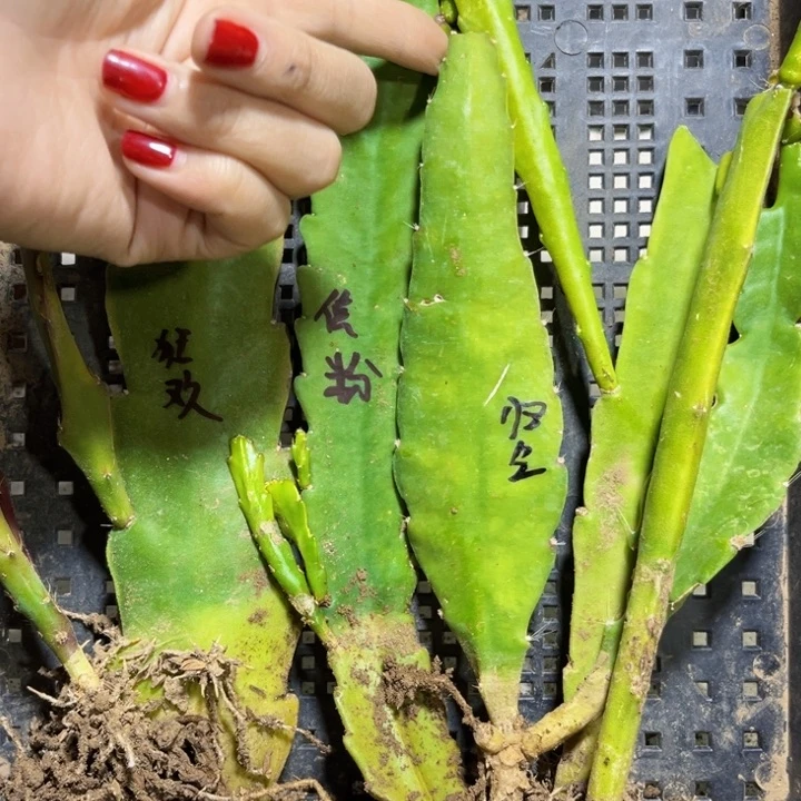 当前无花栽培后可以开花一***红5颗