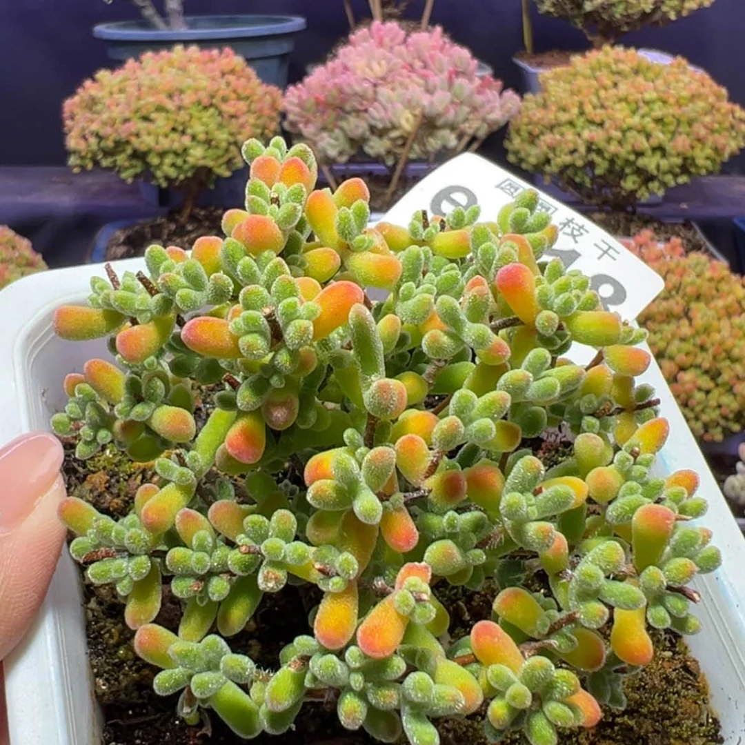 【闪购商品】e218三叉小星星枝干番杏