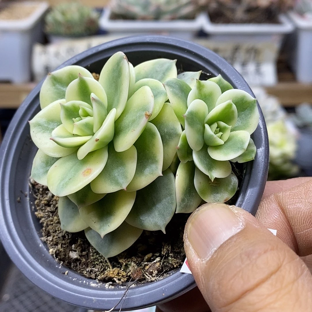 3177 蜡牡丹白覆轮锦无砍双头