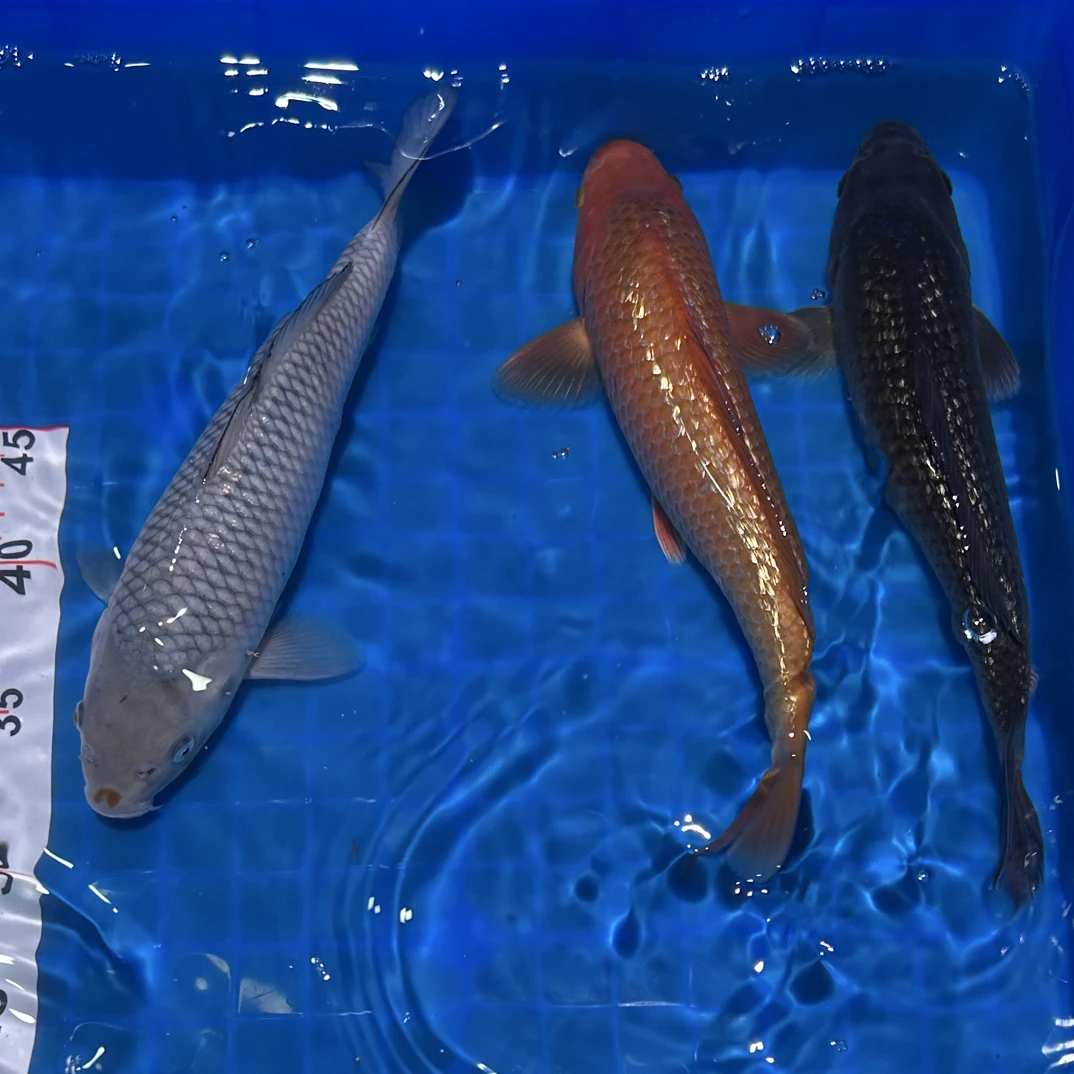 【直播间一组一拍】锦鲤观赏鱼