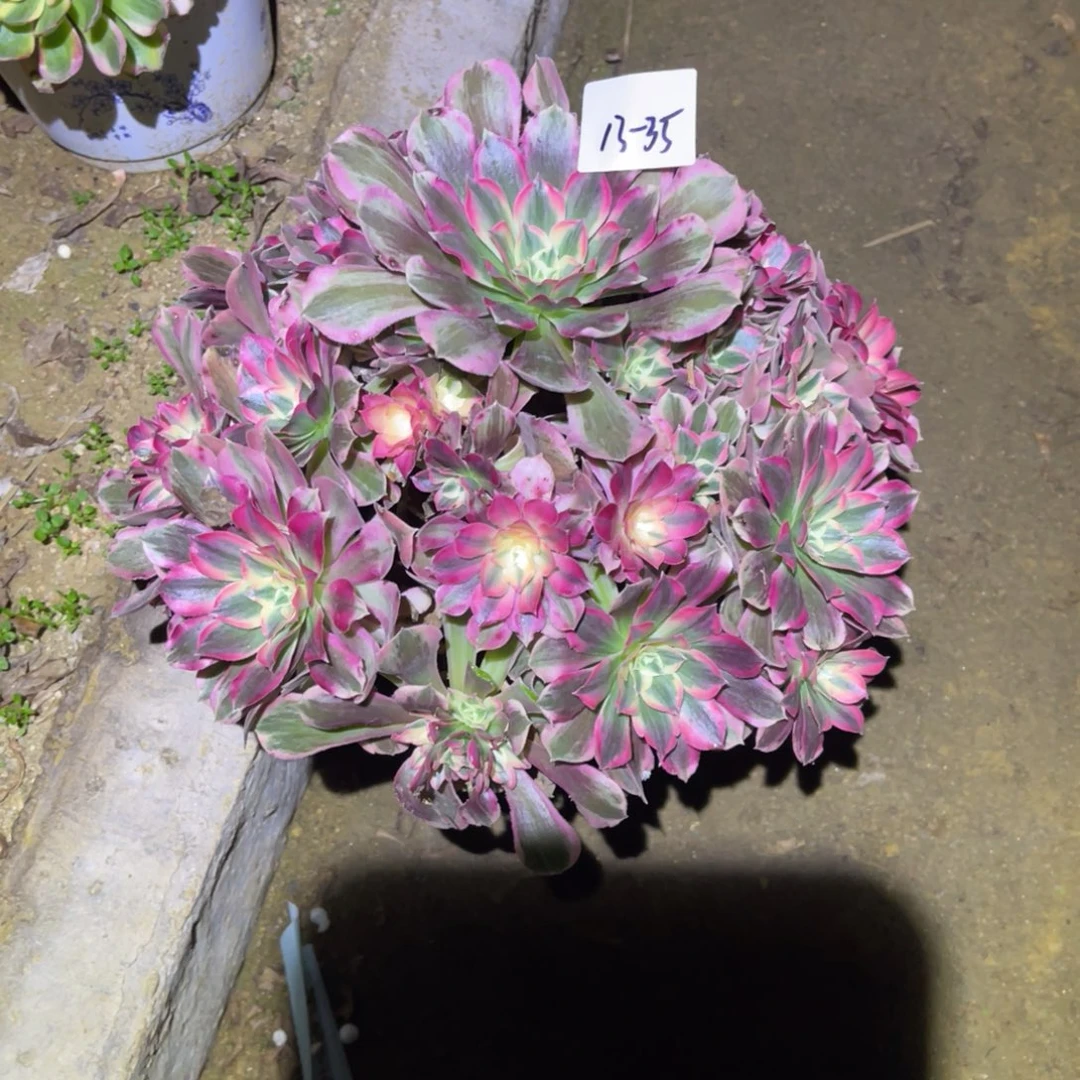 12-13-35男神法师锦