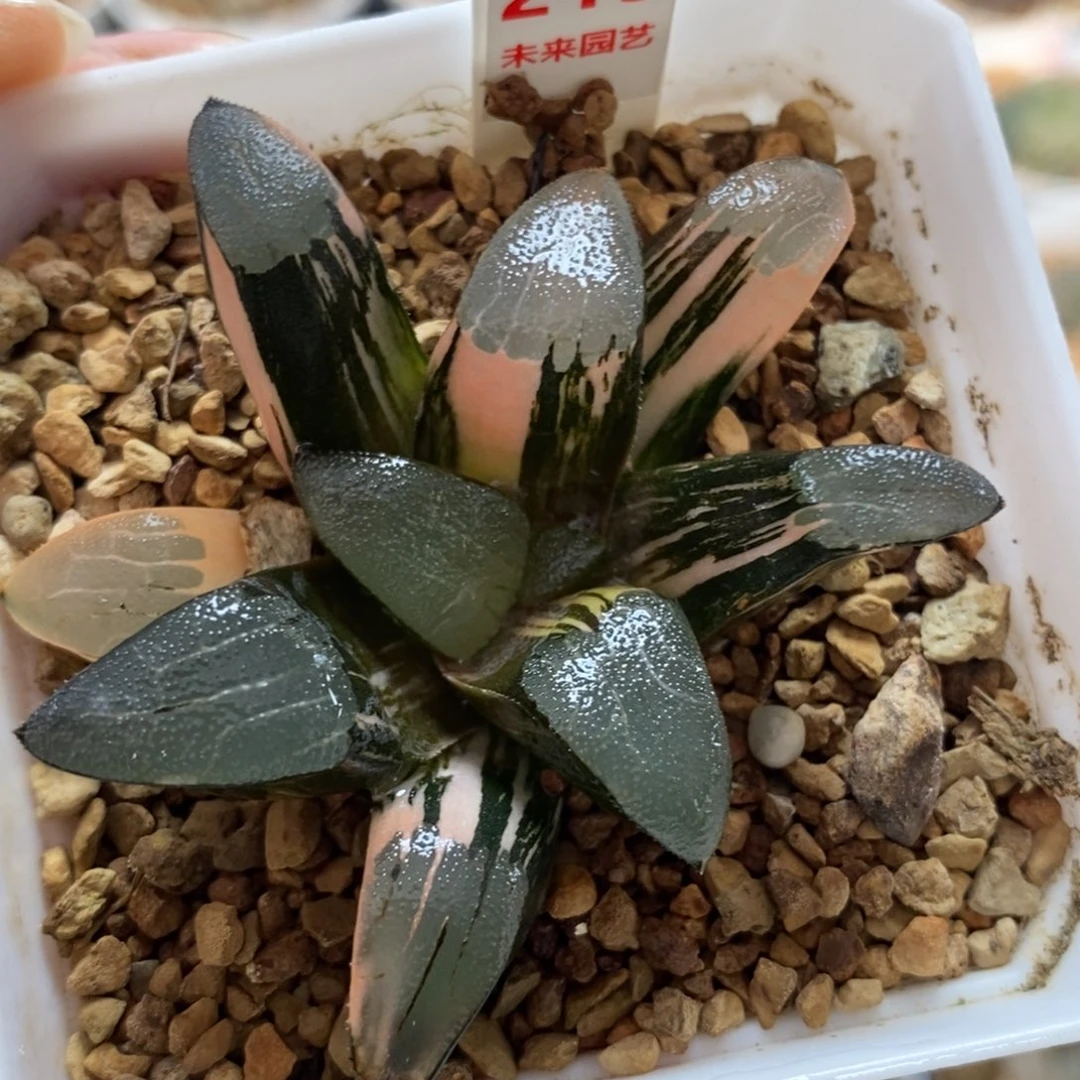 213丘比特克锦一物一图