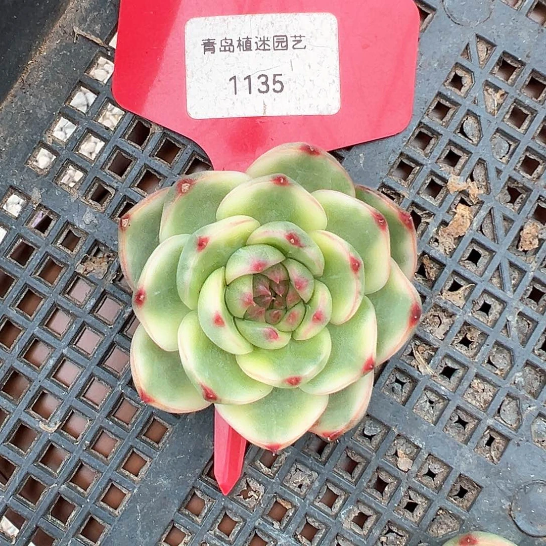 独***身1135号独善哥月亮石定金