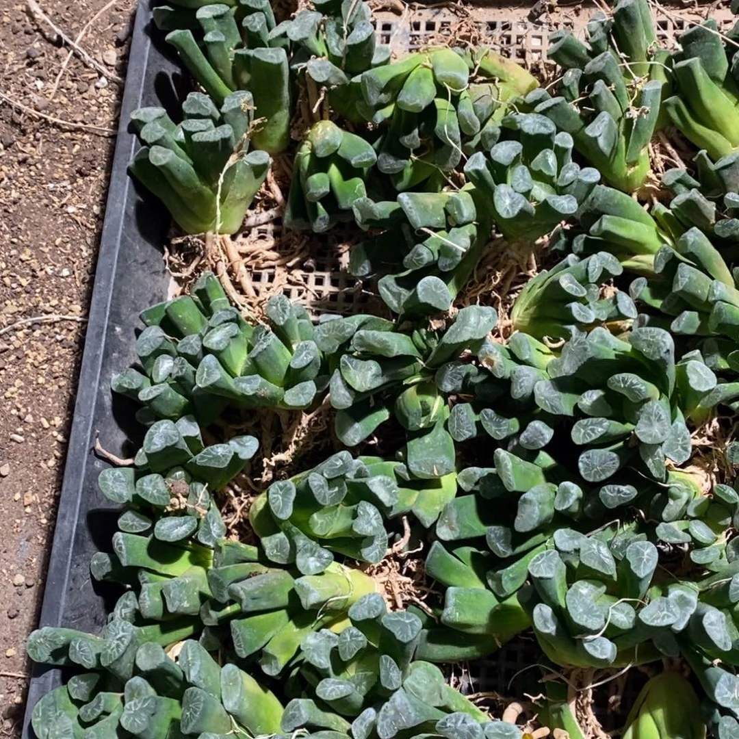 3074 一颗实生万象 整点福利