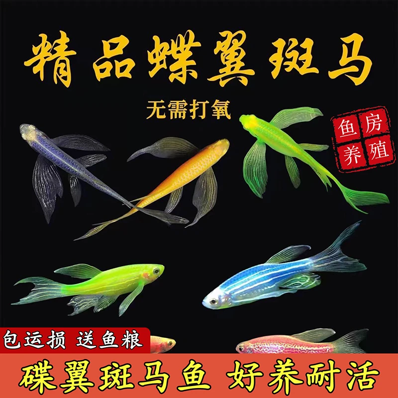 蝶翼斑马鱼自来水繁殖一年四季室内不用加温打氧适合各种鱼缸养殖
