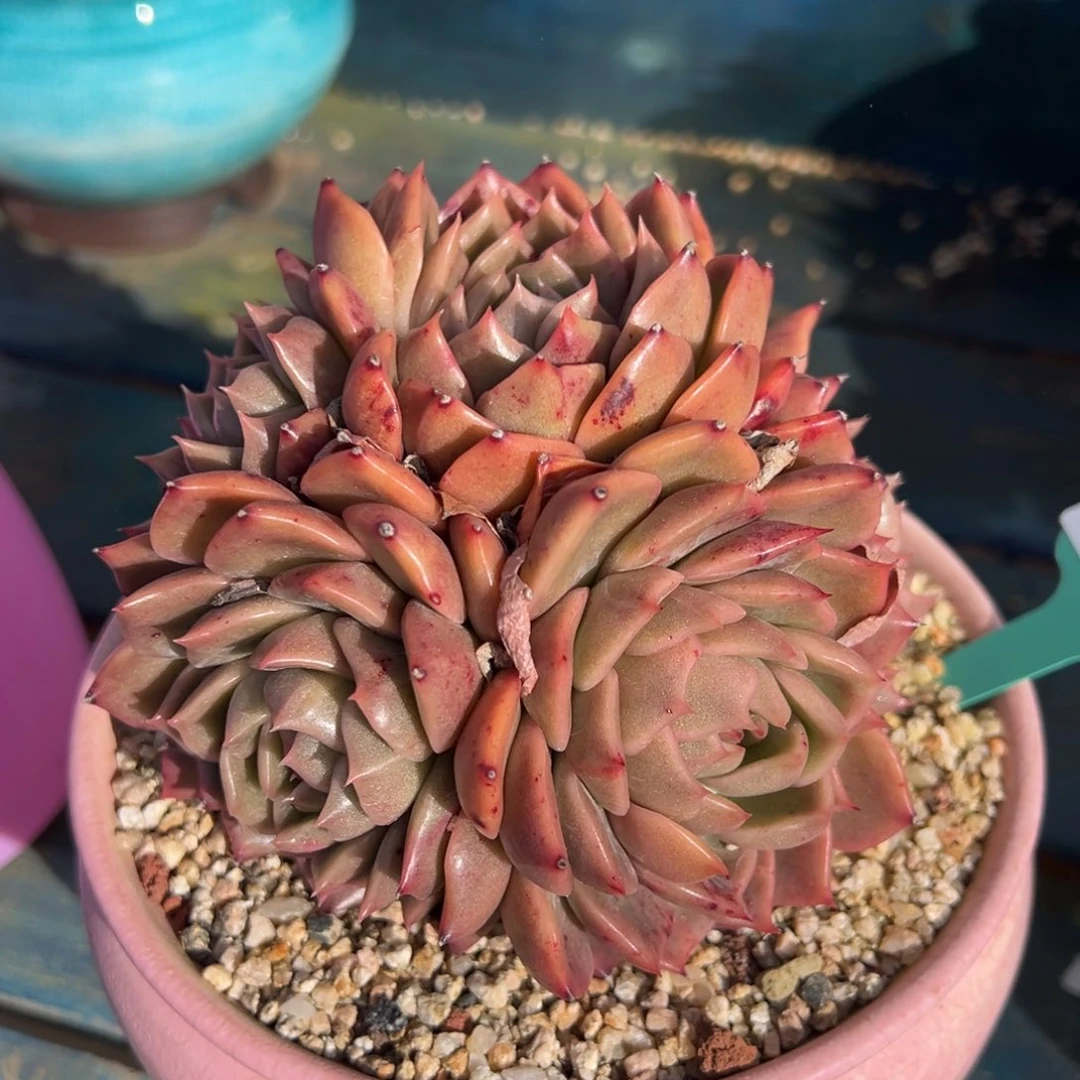 从前慢多肉精选编号0125.119